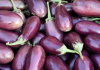 Eggplant
