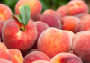 Peaches
