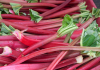 Rhubarb