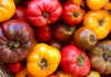 Tomatoes